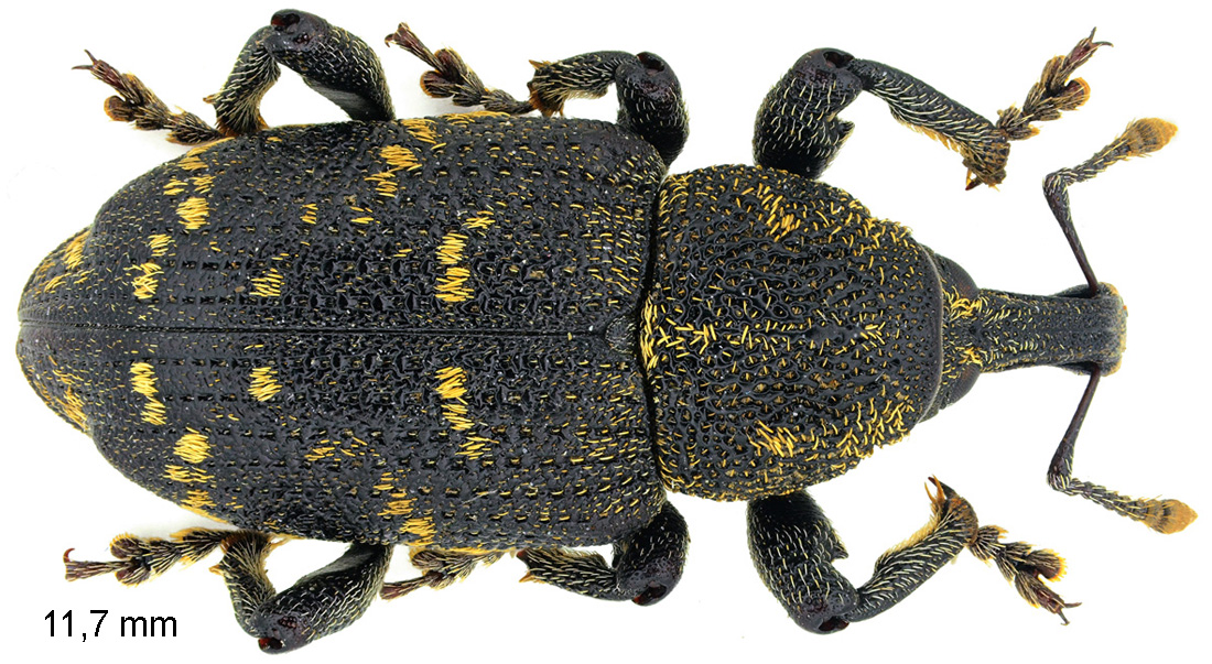 Hylobius abietis (Linnaeus, 1758)